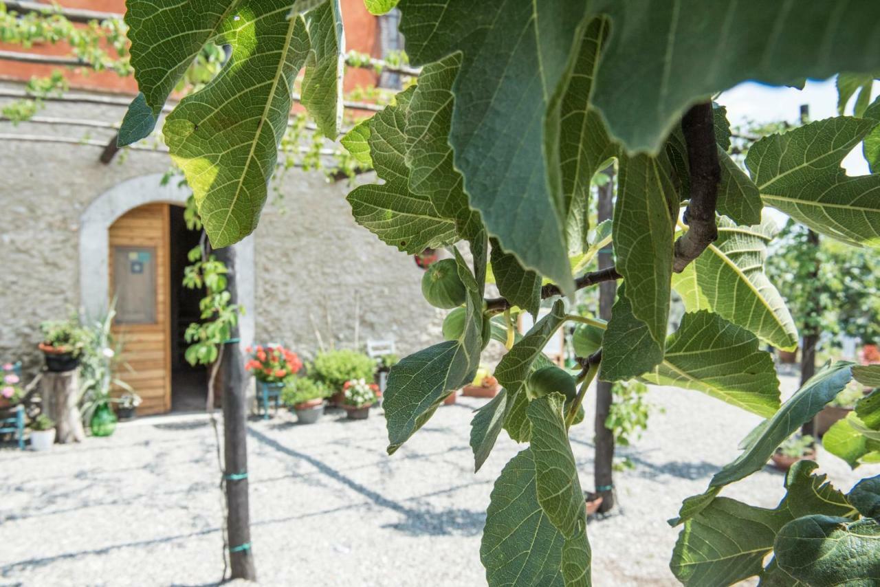 B&B Rifugio Tra Gli Ulivi Campagna Exteriér fotografie